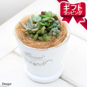 チャーム（ペット） （観葉植物）おまかせサボテン アニマルテラコッタ