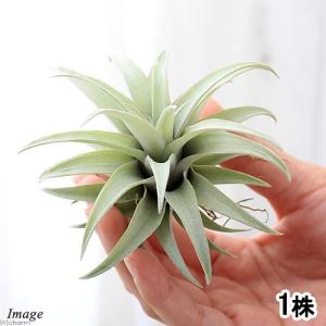 (観葉植物)エアープランツ チランジア カピター...の商品画像
