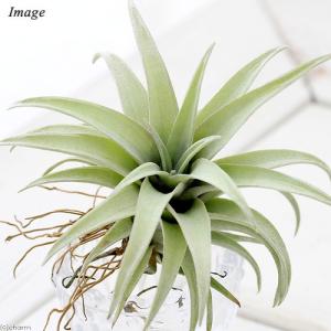 (観葉植物)エアープランツ チランジア カピタ...の詳細画像1