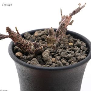 （観葉植物）ユーフォルビア　プラチクラダ　ゾンビプランツ　２．５号（１鉢）｜chanet