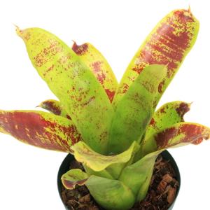 観葉植物）ネオレゲリア J．S レッド コンパクト 3〜4号（1株