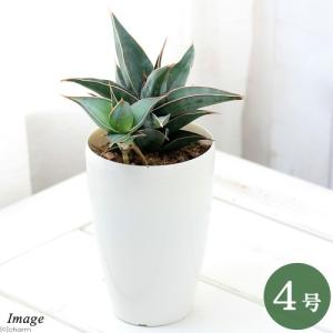 観葉植物 サンセベリア バイビット 2.5号鉢植え ザ・ファームセレクト