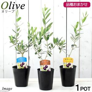 （観葉植物）果樹苗　オリーブの木　品種おまかせ　３．５号（１鉢）　品種名のラベル付き　家庭菜園｜チャーム charm ヤフー店