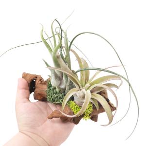 (観葉植物)エアープランツ 熊野舎利流木アレン...の詳細画像1