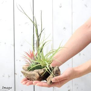 (観葉植物)エアープランツ 熊野舎利流木アレン...の詳細画像2