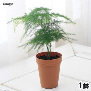 観葉植物 支柱 ハニカムモスポール Sサイズ ツル性 蔓性
