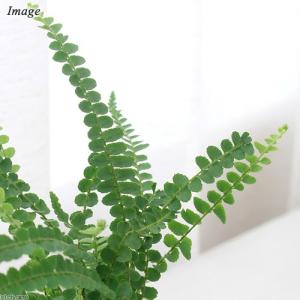 (観葉植物)シダ ネフロレピス ダッフィー 2...の詳細画像1