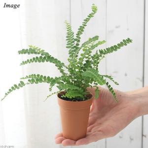 (観葉植物)シダ ネフロレピス ダッフィー 2...の詳細画像2