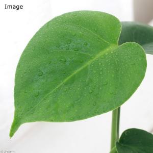 (観葉植物)モンステラ 2号ロング(1鉢)の詳細画像1