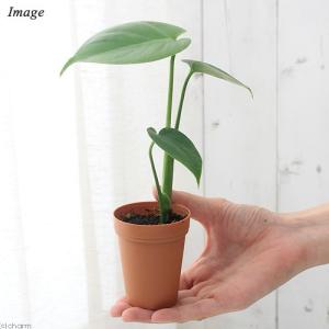 (観葉植物)モンステラ 2号ロング(1鉢)の詳細画像2