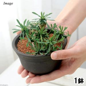 多肉植物）一点物 ユーフォルビア ガトベルゲンシス 3．5号（1鉢