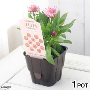 コロロ 花の商品一覧 通販 Yahoo ショッピング