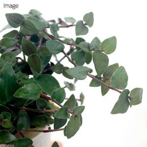 (観葉植物)ミニ観葉 オアシス苗 ブライダルベ...の詳細画像1