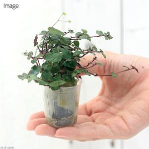 (観葉植物)ミニ観葉 オアシス苗 ブライダルベ...の詳細画像2