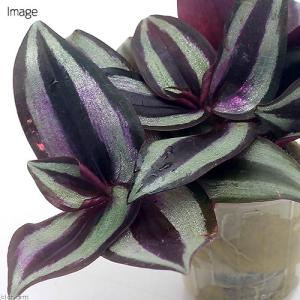 (観葉植物)ミニ観葉 オアシス苗 ゼブリナ ペ...の詳細画像1