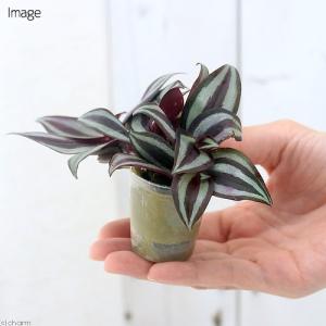 (観葉植物)ミニ観葉 オアシス苗 ゼブリナ ペ...の詳細画像2