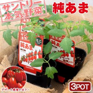 （観葉植物）サントリー　野菜苗　トマト　純あま　３号（３ポット）　家庭菜園｜chanet