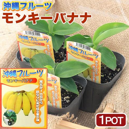（観葉植物）果樹苗　沖縄　バナナ　モンキーバナナ　３．５号（１ポット）　家庭菜園　果物　フルーツ