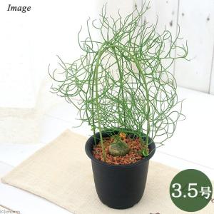 チャーム（charm） （多肉植物）パキポディウム グラキリス Sサイズ