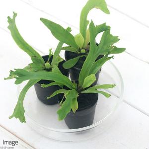 (観葉植物)ビバリウムプランツ アスプレニウム...の詳細画像1