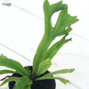 (観葉植物)ビバリウムプランツ アスプレニウム...の詳細画像2
