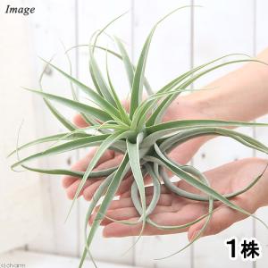 おしゃれ 観葉植物：オリーブの木 マンザニロ 7号*現品4 SOUJU 創樹