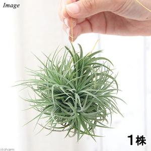 チランジア イオナンタ 'マキシマ アルビノ' (エアープランツ