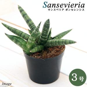 （観葉植物）サンスベリア　ポンセレンシス　３号（１鉢）｜chanet