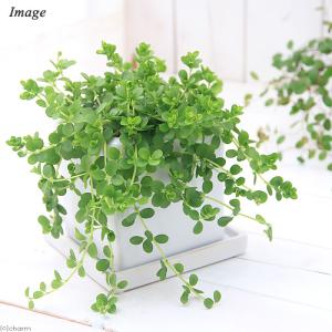 多肉植物）サンスベリア アブリティアナ 6号（1鉢） : チャーム