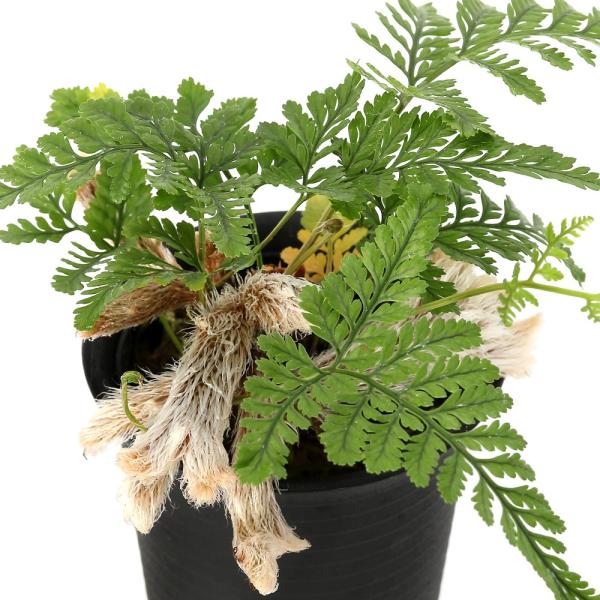 （観葉植物）トキワシノブ　姫ネコ　２．５〜３号（１鉢）