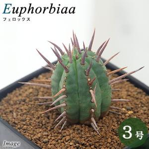 ケドロスティス アフリカーナ : 多肉植物のお店 彩香 Yahoo!店 - 通販