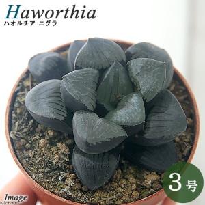 《終売》（観葉植物）ハオルチア　ニグラ　３号（１鉢）