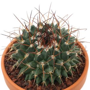 サボテン：フェロカクタス 偉冠玉*幅12cm 現品！一品限り : 遊恵盆栽