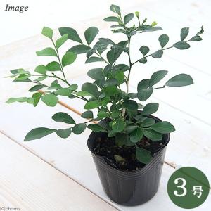 観葉植物）一点物 斑入り クワズイモ 5号（1鉢