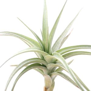 チャーム（charm） （観葉植物）エアープランツ チランジア イオナンタ