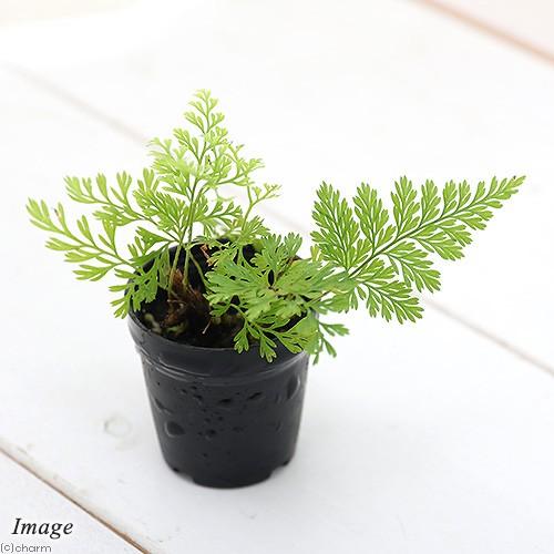 （観葉植物）ビバリウムプランツ　ダバリア　フィジエンシス　３ｃｍポット（１ポット）