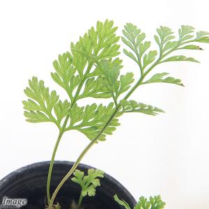 （観葉植物）ビバリウムプランツ　トキワシノブ　３ｃｍポット（１ポット）