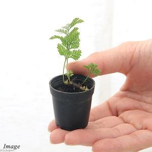 (観葉植物)ビバリウムプランツ トキワシノブ ...の詳細画像1