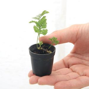 (観葉植物)ビバリウムプランツ トキワシノブ ...の詳細画像2