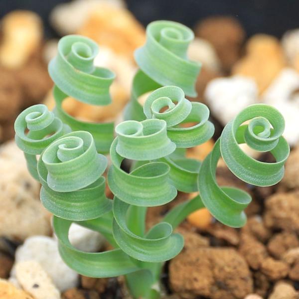 （多肉植物）アルブカ　コンコルディアナ　２．５〜３号　球根１ｃｍ前後（１鉢）