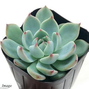 チャーム（charm） （観葉植物）シャコバサボテン デンマークカクタス