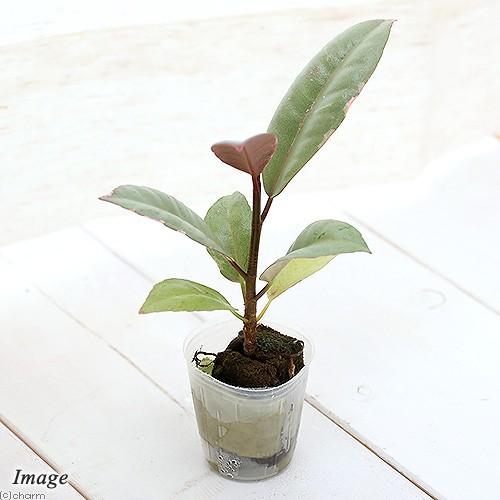 （観葉植物）ミニ観葉　オアシス苗　フィカス　ティケネ（１苗）