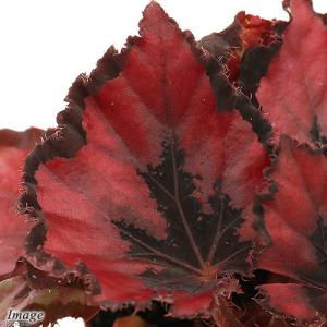 レックスベゴニア 販売の商品一覧 通販 Yahoo ショッピング