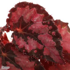 レックスベゴニア 販売の商品一覧 通販 Yahoo ショッピング