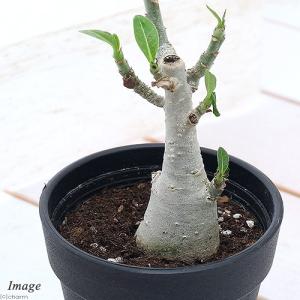 特価！コーデックス：ブーファン ディスティカ*塊幅10cm : 遊恵