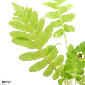 (観葉植物)ビバリウムプランツ ブレクナム シル...の商品画像