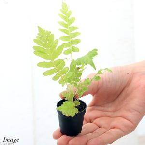 (観葉植物)ビバリウムプランツ ブレクナム シ...の詳細画像1
