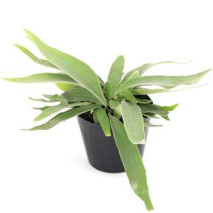 コウモリラン ビカクシダ 5号鉢 大きいサイズ 観葉植物 ビルフカツム