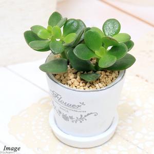 （観葉植物）クラッスラ　花月（金のなる木）　フレグランドラウンドポットＸＸＳ植え（１鉢）　受皿付　鹿沼土