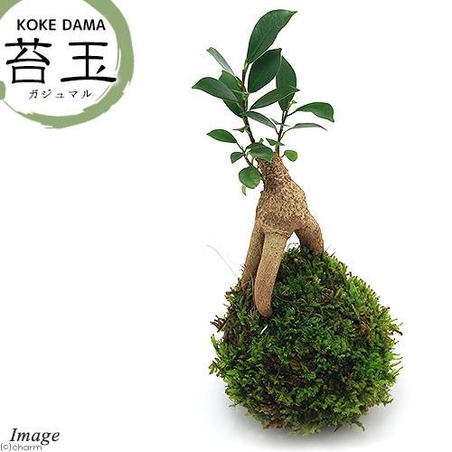 （観葉植物）苔玉　ガジュマル　Ｖｅｒ．這苔（１個）